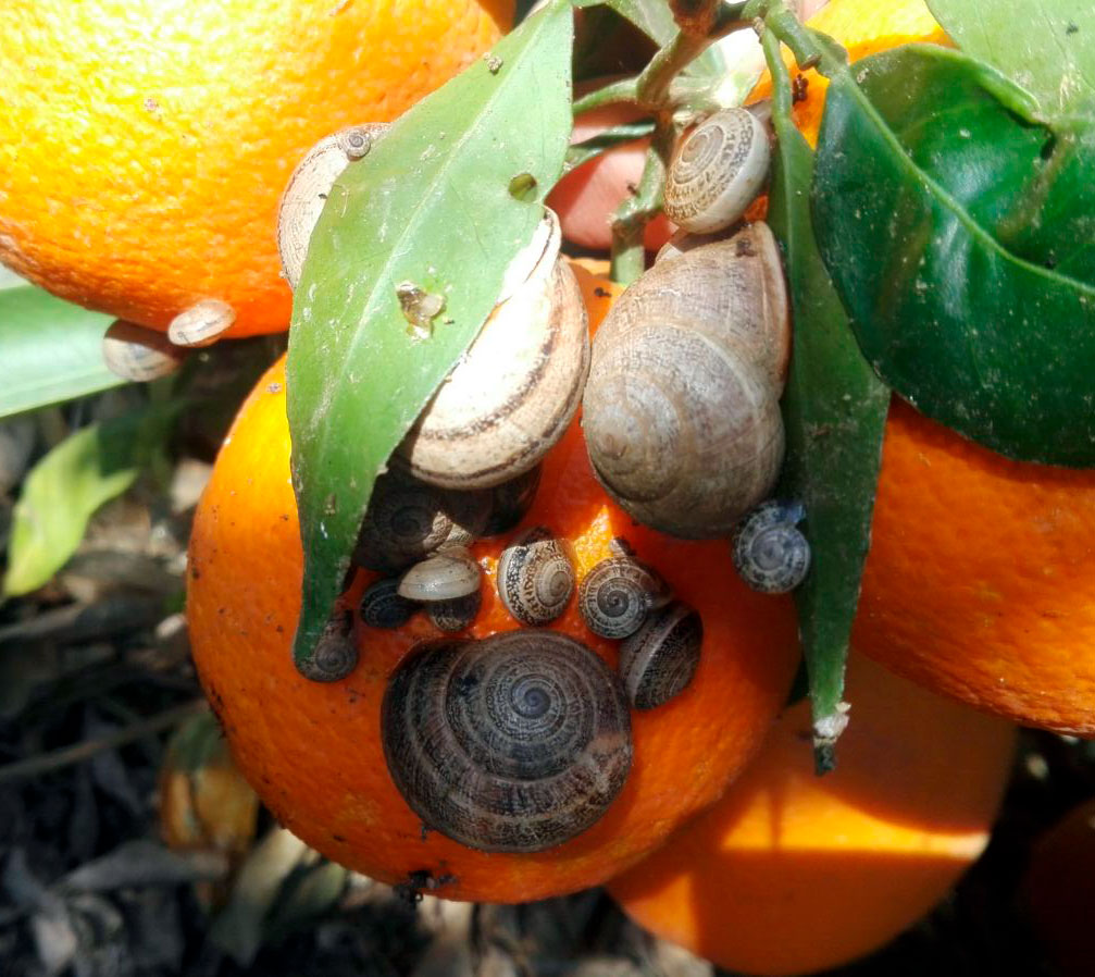 plaga de caracoles y babosas en naranjas